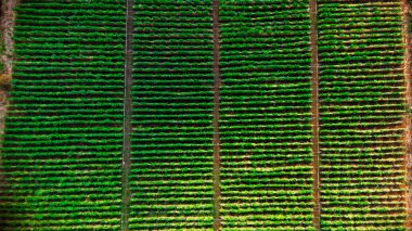 Dağdaki tarım alanının havadan görünüşü. Çiftçiler kırsal bölgedeki tarım alanında sebze yetiştiriyorlar..