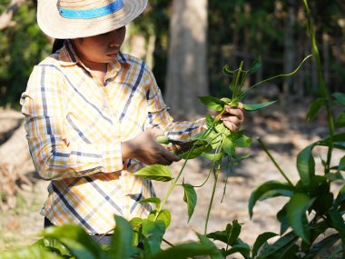 Asyalı yetişkin kadın yaz bahçesinde çalışıyor..