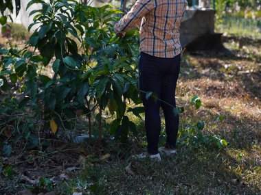 Asyalı yetişkin kadın yaz bahçesinde çalışıyor..