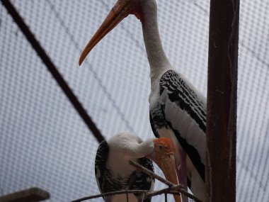 Uzun turuncu gagasını, siyah ve beyaz desenli kanatlarını ve pembemsi tüylerini gösteren bir dalın üzerine tünemiş bir resim. Kuş, ağaçların bulanık arka planına karşı uzun, ince bacakları ve ağlı bir muhafaza ile dimdik ayakta duruyor..