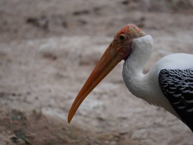 Uzun turuncu gagasını, siyah ve beyaz desenli kanatlarını ve pembemsi tüylerini gösteren bir dalın üzerine tünemiş bir resim. Kuş, ağaçların bulanık arka planına karşı uzun, ince bacakları ve ağlı bir muhafaza ile dimdik ayakta duruyor..