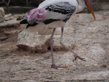 Uzun turuncu gagasını, siyah ve beyaz desenli kanatlarını ve pembemsi tüylerini gösteren bir dalın üzerine tünemiş bir resim. Kuş, ağaçların bulanık arka planına karşı uzun, ince bacakları ve ağlı bir muhafaza ile dimdik ayakta duruyor..