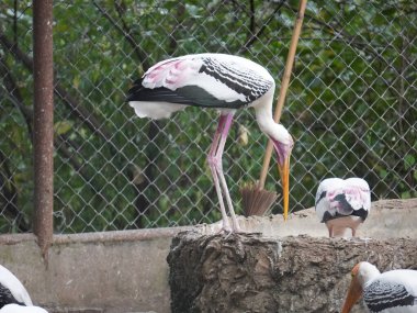 Uzun turuncu gagasını, siyah ve beyaz desenli kanatlarını ve pembemsi tüylerini gösteren bir dalın üzerine tünemiş bir resim. Kuş, ağaçların bulanık arka planına karşı uzun, ince bacakları ve ağlı bir muhafaza ile dimdik ayakta duruyor..