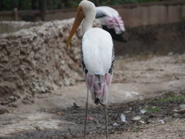 Uzun turuncu gagasını, siyah ve beyaz desenli kanatlarını ve pembemsi tüylerini gösteren bir dalın üzerine tünemiş bir resim. Kuş, ağaçların bulanık arka planına karşı uzun, ince bacakları ve ağlı bir muhafaza ile dimdik ayakta duruyor..