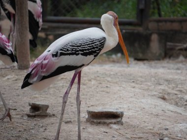 Uzun turuncu gagasını, siyah ve beyaz desenli kanatlarını ve pembemsi tüylerini gösteren bir dalın üzerine tünemiş bir resim. Kuş, ağaçların bulanık arka planına karşı uzun, ince bacakları ve ağlı bir muhafaza ile dimdik ayakta duruyor..