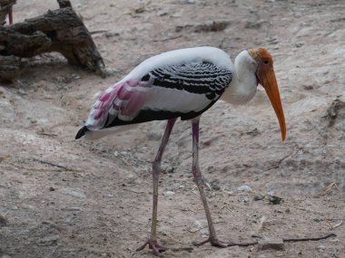 Uzun turuncu gagasını, siyah ve beyaz desenli kanatlarını ve pembemsi tüylerini gösteren bir dalın üzerine tünemiş bir resim. Kuş, ağaçların bulanık arka planına karşı uzun, ince bacakları ve ağlı bir muhafaza ile dimdik ayakta duruyor..