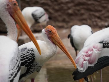 Uzun turuncu gagasını, siyah ve beyaz desenli kanatlarını ve pembemsi tüylerini gösteren bir dalın üzerine tünemiş bir resim. Kuş, ağaçların bulanık arka planına karşı uzun, ince bacakları ve ağlı bir muhafaza ile dimdik ayakta duruyor..
