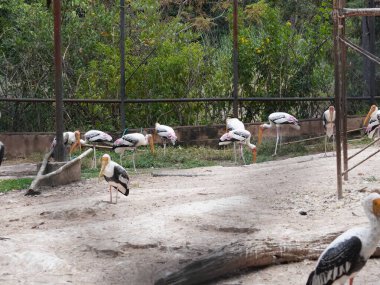 Uzun turuncu gagasını, siyah ve beyaz desenli kanatlarını ve pembemsi tüylerini gösteren bir dalın üzerine tünemiş bir resim. Kuş, ağaçların bulanık arka planına karşı uzun, ince bacakları ve ağlı bir muhafaza ile dimdik ayakta duruyor..