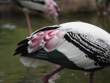 Uzun turuncu gagasını, siyah ve beyaz desenli kanatlarını ve pembemsi tüylerini gösteren bir dalın üzerine tünemiş bir resim. Kuş, ağaçların bulanık arka planına karşı uzun, ince bacakları ve ağlı bir muhafaza ile dimdik ayakta duruyor..
