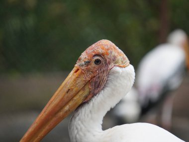 Uzun turuncu gagasını, siyah ve beyaz desenli kanatlarını ve pembemsi tüylerini gösteren bir dalın üzerine tünemiş bir resim. Kuş, ağaçların bulanık arka planına karşı uzun, ince bacakları ve ağlı bir muhafaza ile dimdik ayakta duruyor..