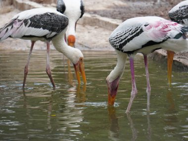 Uzun turuncu gagasını, siyah ve beyaz desenli kanatlarını ve pembemsi tüylerini gösteren bir dalın üzerine tünemiş bir resim. Kuş, ağaçların bulanık arka planına karşı uzun, ince bacakları ve ağlı bir muhafaza ile dimdik ayakta duruyor..