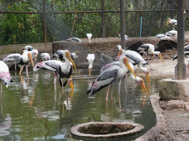 Uzun turuncu gagasını, siyah ve beyaz desenli kanatlarını ve pembemsi tüylerini gösteren bir dalın üzerine tünemiş bir resim. Kuş, ağaçların bulanık arka planına karşı uzun, ince bacakları ve ağlı bir muhafaza ile dimdik ayakta duruyor..