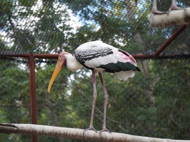 Uzun turuncu gagasını, siyah ve beyaz desenli kanatlarını ve pembemsi tüylerini gösteren bir dalın üzerine tünemiş bir resim. Kuş, ağaçların bulanık arka planına karşı uzun, ince bacakları ve ağlı bir muhafaza ile dimdik ayakta duruyor..