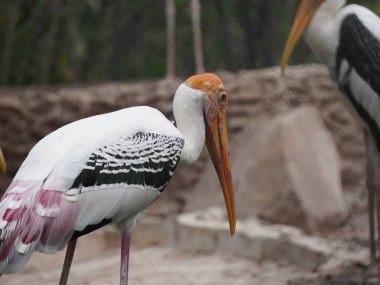 Uzun turuncu gagasını, siyah ve beyaz desenli kanatlarını ve pembemsi tüylerini gösteren bir dalın üzerine tünemiş bir resim. Kuş, ağaçların bulanık arka planına karşı uzun, ince bacakları ve ağlı bir muhafaza ile dimdik ayakta duruyor..