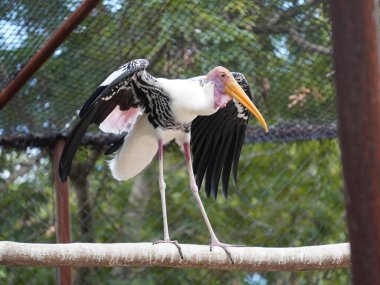 Uzun turuncu gagasını, siyah ve beyaz desenli kanatlarını ve pembemsi tüylerini gösteren bir dalın üzerine tünemiş bir resim. Kuş, ağaçların bulanık arka planına karşı uzun, ince bacakları ve ağlı bir muhafaza ile dimdik ayakta duruyor..