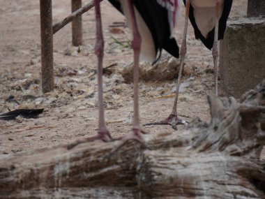 Uzun turuncu gagasını, siyah ve beyaz desenli kanatlarını ve pembemsi tüylerini gösteren bir dalın üzerine tünemiş bir resim. Kuş, ağaçların bulanık arka planına karşı uzun, ince bacakları ve ağlı bir muhafaza ile dimdik ayakta duruyor..
