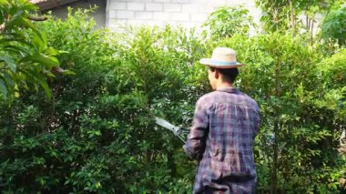 Asyalı bahçıvanlar arka bahçedeki ağaçları buduyorlar. Bir bahçıvan çiti buduyor..