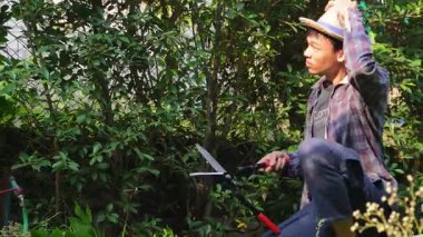 Asyalı bahçıvanlar arka bahçedeki ağaçları buduyorlar. Bir bahçıvan çiti buduyor..