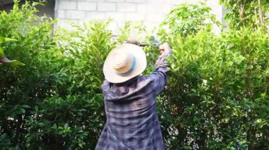 Asyalı bahçıvanlar arka bahçedeki ağaçları buduyorlar. Bir bahçıvan çiti buduyor..