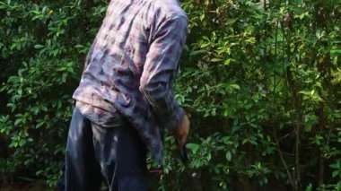 Asyalı bahçıvanlar arka bahçedeki ağaçları buduyorlar. Bir bahçıvan çiti buduyor..