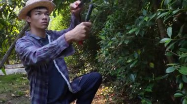 Asyalı bahçıvanlar arka bahçedeki ağaçları buduyorlar. Bir bahçıvan çiti buduyor..