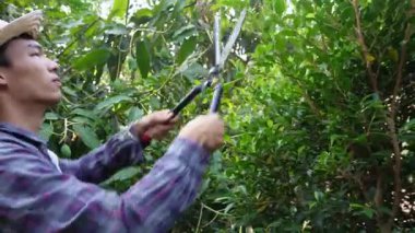 Asyalı bahçıvanlar arka bahçedeki ağaçları buduyorlar. Bir bahçıvan çiti buduyor..