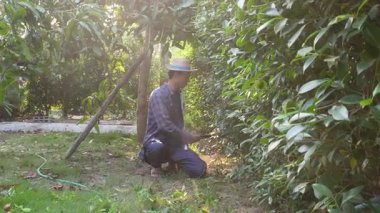 Asyalı bahçıvanlar arka bahçedeki ağaçları buduyorlar. Bir bahçıvan çiti buduyor..