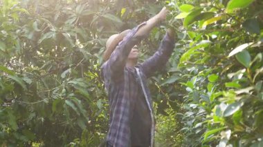 Asyalı bahçıvanlar arka bahçedeki ağaçları buduyorlar. Bir bahçıvan çiti buduyor..