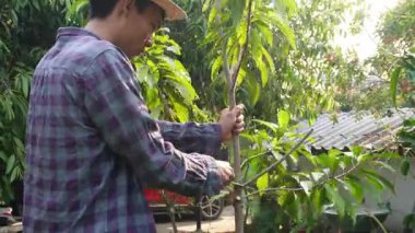 Asyalı bahçıvanlar arka bahçedeki ağaçları buduyorlar. Bir bahçıvan çiti buduyor..