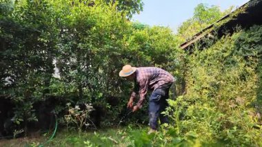 Asyalı bahçıvanlar arka bahçedeki ağaçları buduyorlar. Bir bahçıvan çiti buduyor..