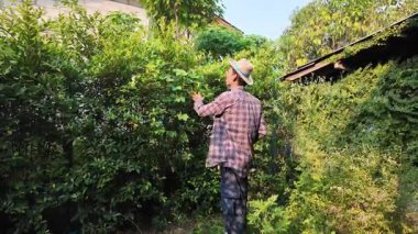 Asyalı bahçıvanlar arka bahçedeki ağaçları buduyorlar. Bir bahçıvan çiti buduyor..