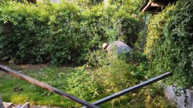 Asyalı bahçıvanlar arka bahçedeki ağaçları buduyorlar. Bir bahçıvan çiti buduyor..