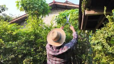 Asyalı bahçıvanlar arka bahçedeki ağaçları buduyorlar. Bir bahçıvan çiti buduyor..