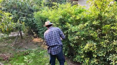 Asyalı bahçıvanlar arka bahçedeki ağaçları buduyorlar. Bir bahçıvan çiti buduyor..