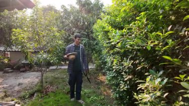 Asyalı bahçıvanlar arka bahçedeki ağaçları buduyorlar. Bir bahçıvan çiti buduyor..