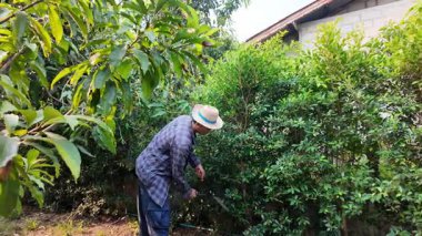 Asyalı bahçıvanlar arka bahçedeki ağaçları buduyorlar. Bir bahçıvan çiti buduyor..