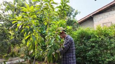Asyalı bahçıvanlar arka bahçedeki ağaçları buduyorlar. Bir bahçıvan çiti buduyor..