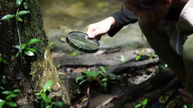 Küçük mutlu bir kız ormanda keşif yapıyor ve elinde büyüteçle böcek arıyor. Macera turizmi ve öğrenme konsepti.