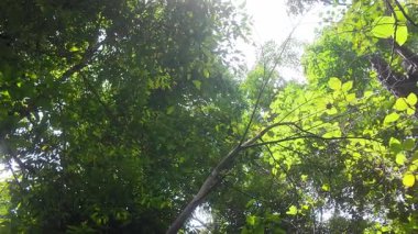 Tayland yağmur ormanlarındaki tropikal ağaçların ve bitkilerin güzel manzarası. Bir yağmur ormanının doğa arkaplanı