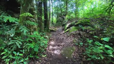 Tayland yağmur ormanlarındaki tropikal ağaçların ve bitkilerin güzel manzarası. Bir yağmur ormanının doğa arkaplanı