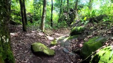 Tayland yağmur ormanlarındaki tropikal ağaçların ve bitkilerin güzel manzarası. Bir yağmur ormanının doğa arkaplanı