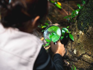 Küçük mutlu bir kız ormanda keşif yapıyor ve elinde büyüteçle böcek arıyor. Macera turizmi ve öğrenme konsepti.