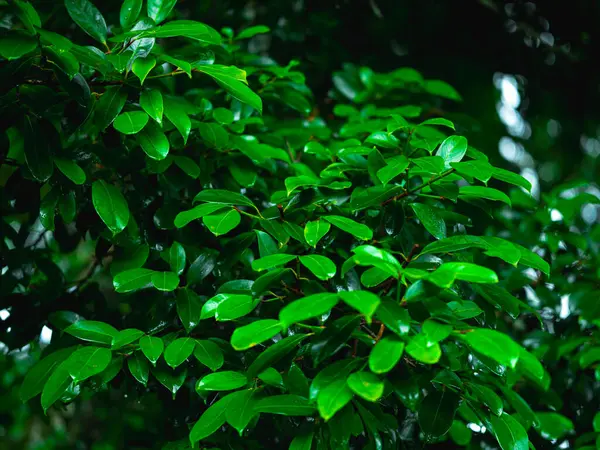 Tropikal yağmur ormanlarının arka planında su damlaları olan yeşil yapraklar. Yeşil yaprakların üzerine su damlatıyor. Karanlık orman arka planında ıslak yeşil yapraklar.