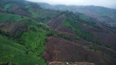 Yağmurdan sonra ormandan yükselen sislerin inanılmaz doğal manzarası. Görkemli sis ormanının havadan görünüşü.