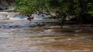 Yağmur mevsiminde güçlü bir şekilde akan ormandaki şelalenin doğası. Nehirdeki güçlü akıntı, sonbaharda sağanak yağışlardan sonra sular çamurlu oldu..