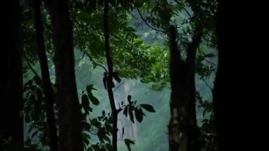 Tropik fırtınalar tropikal ormanlara şiddetli yağmur ve güçlü rüzgarlar getirir. Yağmur mevsiminde tropikal ormanlarda sağanak yağmur.