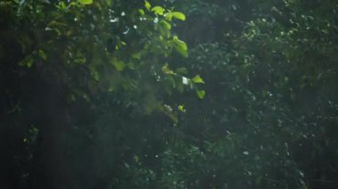 Tropik fırtınalar tropikal ormanlara şiddetli yağmur ve güçlü rüzgarlar getirir. Yağmur mevsimi, yoğun sağanak yağış ve çalkantılı hava koşullarıyla çevreyi değiştiriyor.