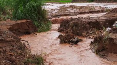 Şiddetli yağış sonrası enkaz ve ağaç dalları taşıyan çamurlu bir sel akıntısı ormanda akıyor..