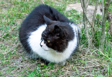 Kara sokak kızgın kedisi.