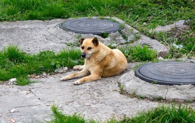 Bir sokak köpeği güneşte dinlenir. Yorgun ve aç hayvanlar